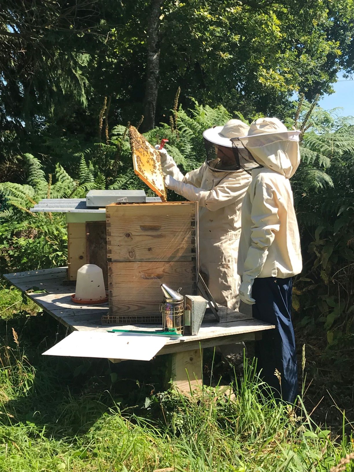 Beekeeping hive inspection rotated