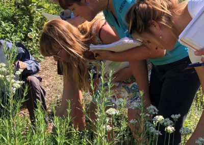 Learning Permaculture by understanding herbal plants