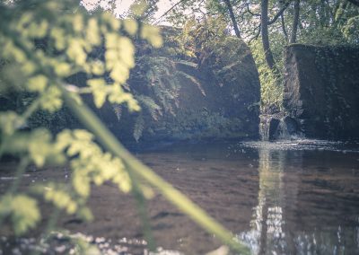 dragonfly dell stream