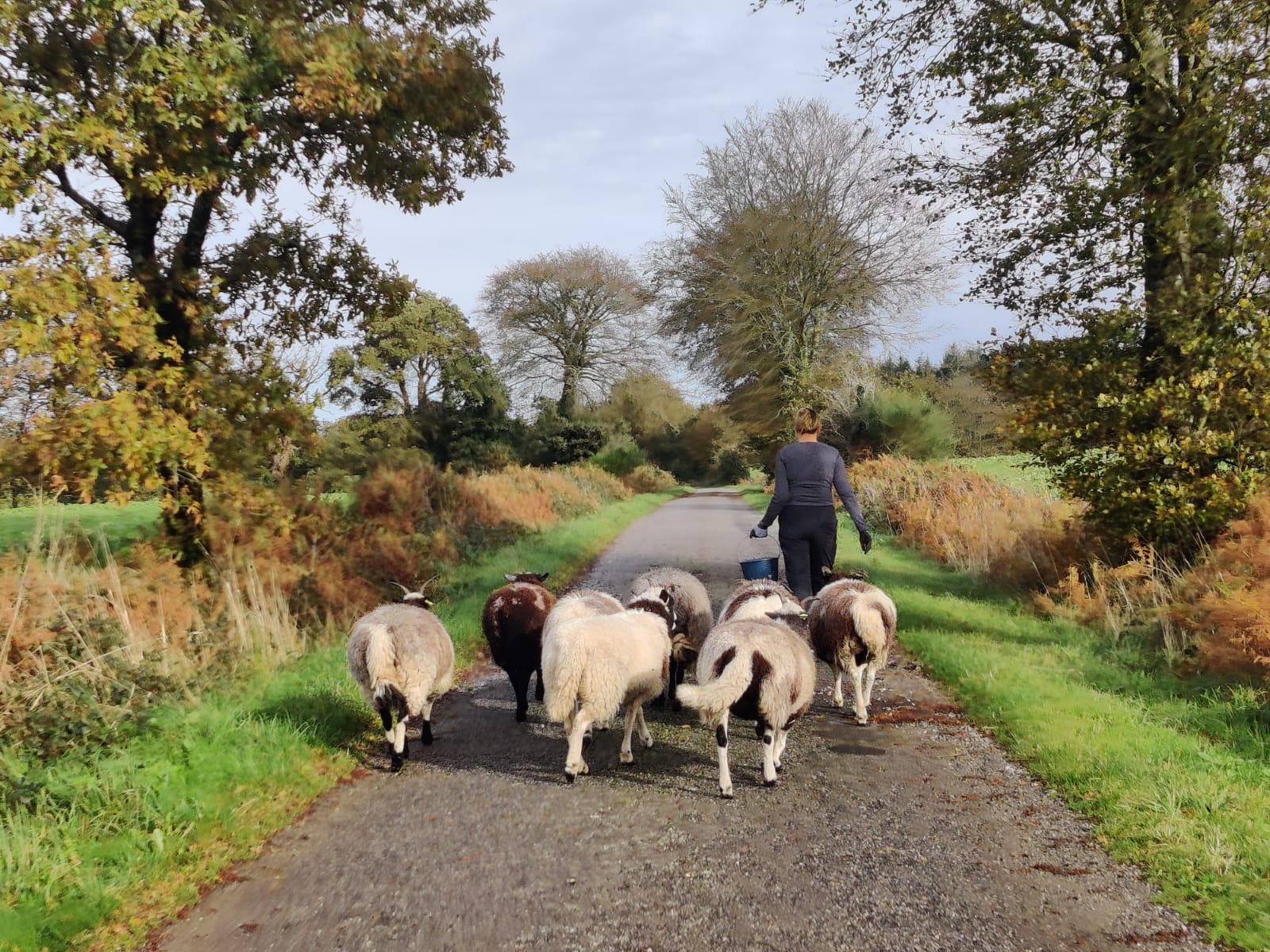 Small holding courses learning how to handle animals