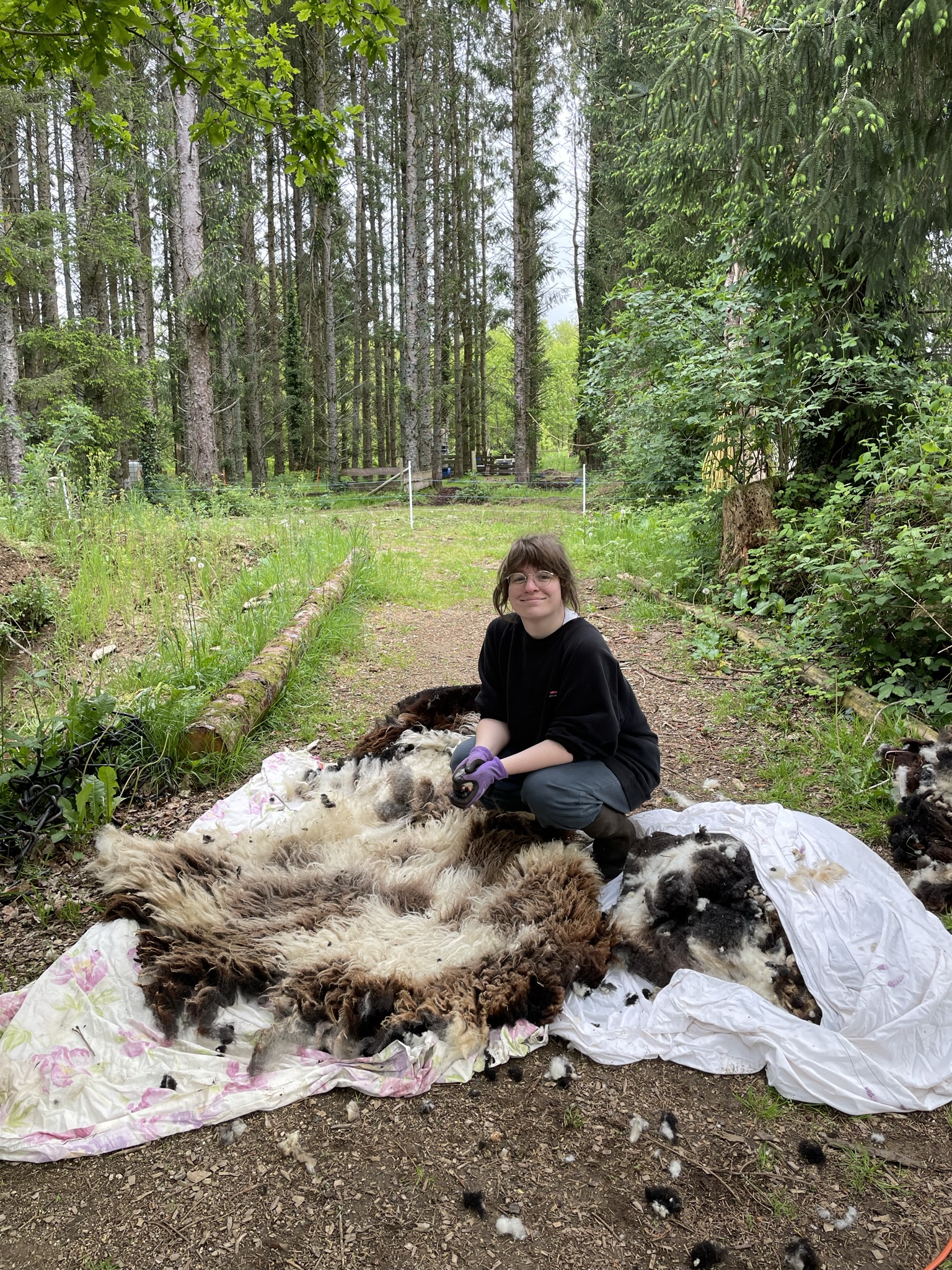 Volunteer sorting wool that was shorn from our sheep