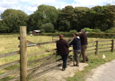 Permaculture design course student watching sheep